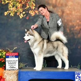 Aria - Alaskan Malamute