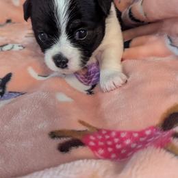 Valentine - Black and white female Chihuahua puppy in Waycross, Georgia from OakView Farm Chihuahuas FB