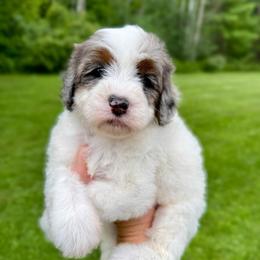 Peony - Blue merle female Bernedoodle puppy in Midland, Michigan from Northern Charm Farm