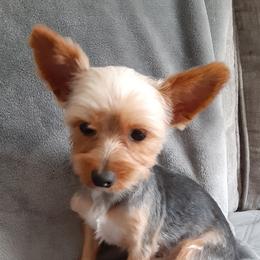 Bodi - Yorkshire Terrier