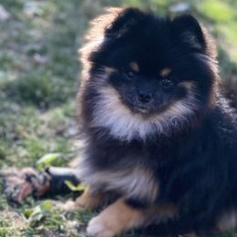 Lenny - Black and tan Pomeranian puppy in Mc Farland, Wisconsin from TiaZ Poms