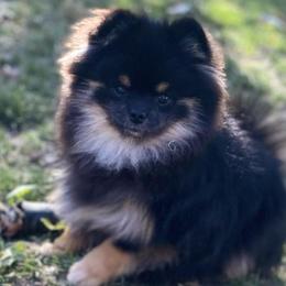 Lenny - Black and tan Pomeranian puppy in Mc Farland, Wisconsin from TiaZ Poms