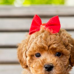 Girl 1 - Goldendoodle puppy in Riverton, Utah from Utah Doodlebug