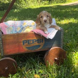 Ruby - Red female Dachshund puppy in Squires, Missouri from Hudson’s Hounds