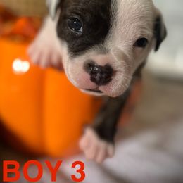 Staffordshire Bull Terrier Puppies from 1LoveStaffies-Hawaii