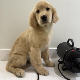 Golden Retriever Puppies from Star Raised Goldens