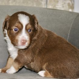 NOAH - Red tri-color male Miniature American Shepherd puppy in Bixby, Oklahoma from Roeboat Aussies