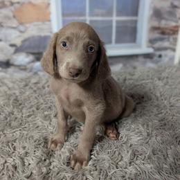 Ranger - male Weimaraner puppy in Evart, Michigan from Drehbar Weimaraners