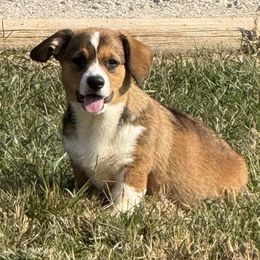 Boy 1 - Red male Pembroke Welsh Corgi puppy in Moulton, Alabama from Reed's Pembroke Corgi Welsh