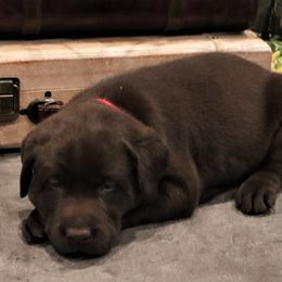 Cedar - Chocolate male Labrador Retriever puppy in Camden, Indiana from Camden's Caring Canines