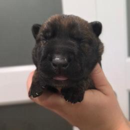 Dutch brindle female - Black brindle female Dutch Shepherd puppy in Signal Mountain, Tennessee from Torgun Police Dogs
