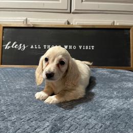 Hope - Cream female Dachshund puppy in Stilwell, Oklahoma from B & K Dachshunds