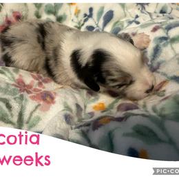 Scotia - Blue merle female Australian Shepherd puppy in Grand Junction, Colorado from Niyu Aussies