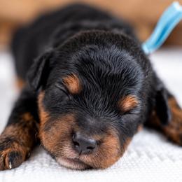 Oakley - Phantom male Bernedoodle puppy in Erda, Utah from Country Lane Doodles