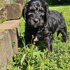 Wybie - Black and tan male Gordon Setter puppy in Holmen, Wisconsin from Joy Hahn