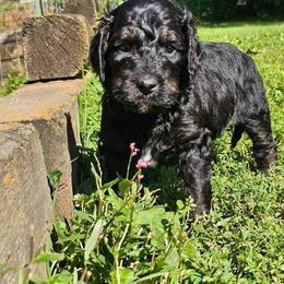 Wybie - Black and tan male Gordon Setter puppy in Holmen, Wisconsin from Joy Hahn