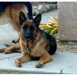 Lula - Black and red female German Shepherd puppy in Whitewater, California from Vom Haus Metzler Shepherds