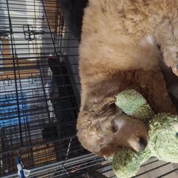 Poodle Puppies from Standard Poodles of Forest Lakes