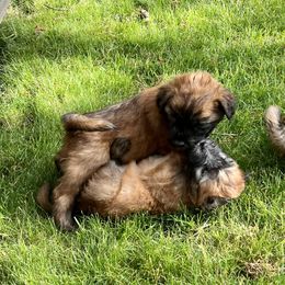 Soft Coated Wheaten Terrier Puppies from Waterviewwheaties.com