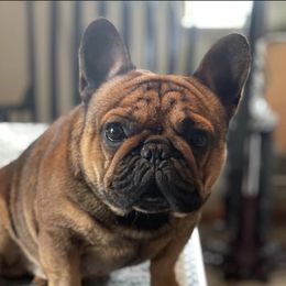 Elvis - French Bulldog