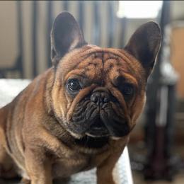 Elvis - French Bulldog