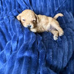 Blue Boy 2 - Apricot male Cavapoo puppy in Nampa,, Idaho from Clig Doodle Days