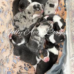 American Corgi puppies from Folly Acres Corgis