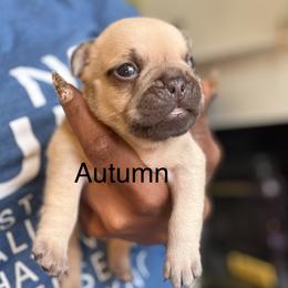 Autumn (The Graceful Princess) - Cream female French Bulldog puppy in Newport News, Virginia from Emotional Support Babies