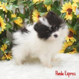 Panda Express - Black and tan parti male Pomeranian puppy in Cleveland, Georgia from Sourpatch Pomeranians