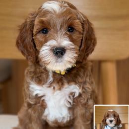 Yellow collar boy - Red  male Goldendoodle puppy in Newcastle, Oklahoma from Ritzy Creek Doodles