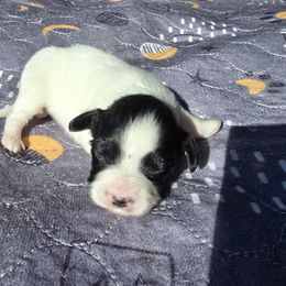 Faith - White and black female Papillon puppy in Hollister, Missouri from Swan Creek Kennel