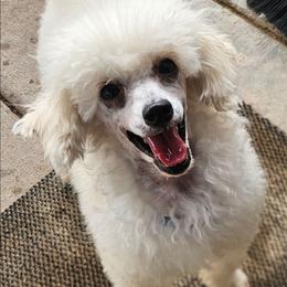 Snow - White female Poodle puppy in Coolidge, Arizona from Effervescent-Pooches