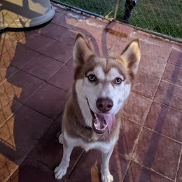 Siberian Huskies from Humorous Huskies
