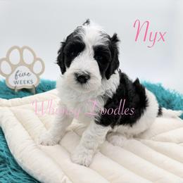 Nyx - Black and white female Bernedoodle puppy in Omaha, Nebraska from Whimsy Doodles