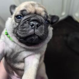 Silver - Fawn male Pug puppy in Rutherfordton, North Carolina from Sweetie Pie Pugs