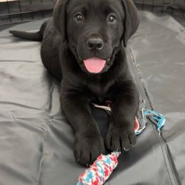Labrador Retriever Puppies from Steele Caliber Retrievers