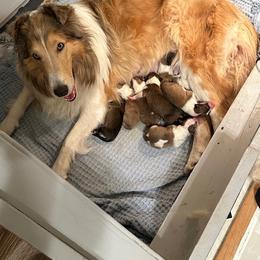 Scottish Collie Puppies from Sundance Scottish-Colleys