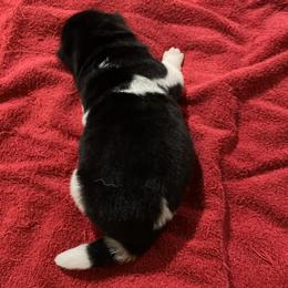 Girl 2 - Black female Akita puppy in Granville, Ohio from Hickory Ridge Akitas