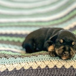 Boy 1 - Black and silver Miniature Schnauzer puppy in Woodburn, Kentucky from Southern Kentucky Schnauzers