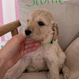 Goldendoodle Puppies from Felicia Ferkin