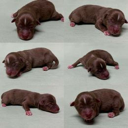 Red tri male - Red tri male Toy Australian Shepherd puppy in Brooker, Florida from Honey, I Shrunk the Aussies