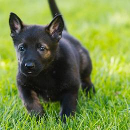 German Shepherd Puppies from Faoladh German Shepherds