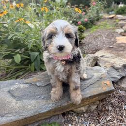 Clover - female Australian Mountain Doodle puppy in Tryon, North Carolina from Melrose Mountain Farm