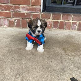 Shih Tzu Puppies from Lady Class Kennel