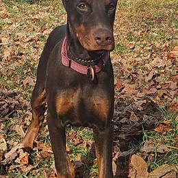 Doberman Pinscher Puppies from Double Take Doberman Kennels