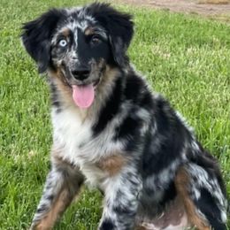 Australian Shepherds and Miniature Australian Shepherds from VS Ranchn Aussies