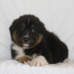 Aria - Black tri-color female Australian Shepherd puppy in Richmond, Texas from Big Zen Aussies