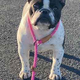 Jazz - French Bulldog