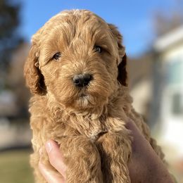 Cavapoo and Goldendoodle Puppies from A2Z Doodles