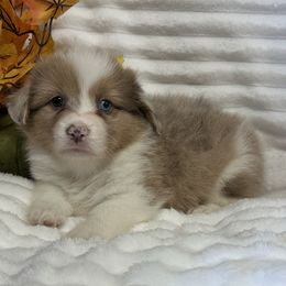 Cider - Sable merle and white male American Corgi puppy in Hico, Texas from Chisholm Trail Kennels